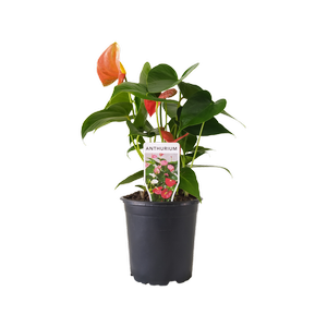 130mm Anthurium Orange - Anthurium andreanum