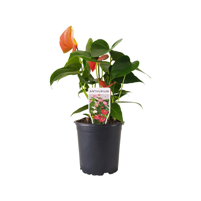 130mm Anthurium Orange - Anthurium andreanum