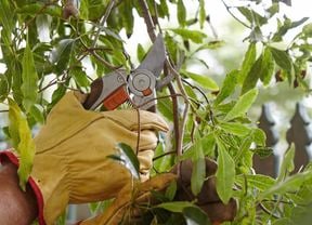 DIY Step Image - How to prune trees . Blob storage upload.