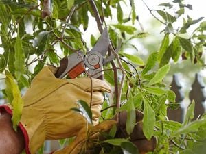 DIY Step Image - How to prune trees . Blob storage upload.