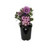 1.5L Cape Daisy Eyecatcher Purple - Osteospermum