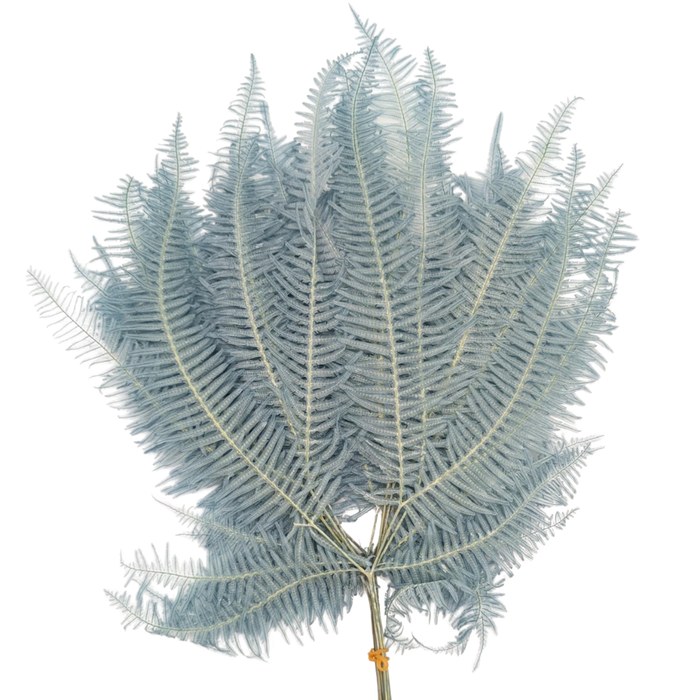 Blooms of Joy 40cm Blue Mountain Fern 10 Piece
