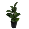 140mm Dwarf Fiddle Leaf Fig - Ficus lyrata bambino