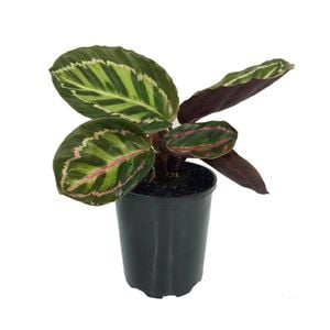125mm Illustris - Calathea roseopicta
