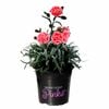 140mm Dianthus Sugar Plum Carol - Dianthus Pinks
