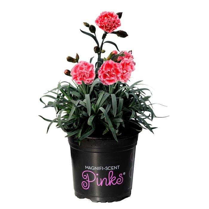 140mm Dianthus Sugar Plum Carol - Dianthus Pinks