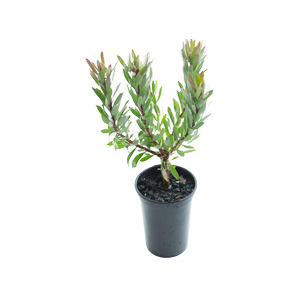 200mm So Exquisite - Leucospermum reflexum