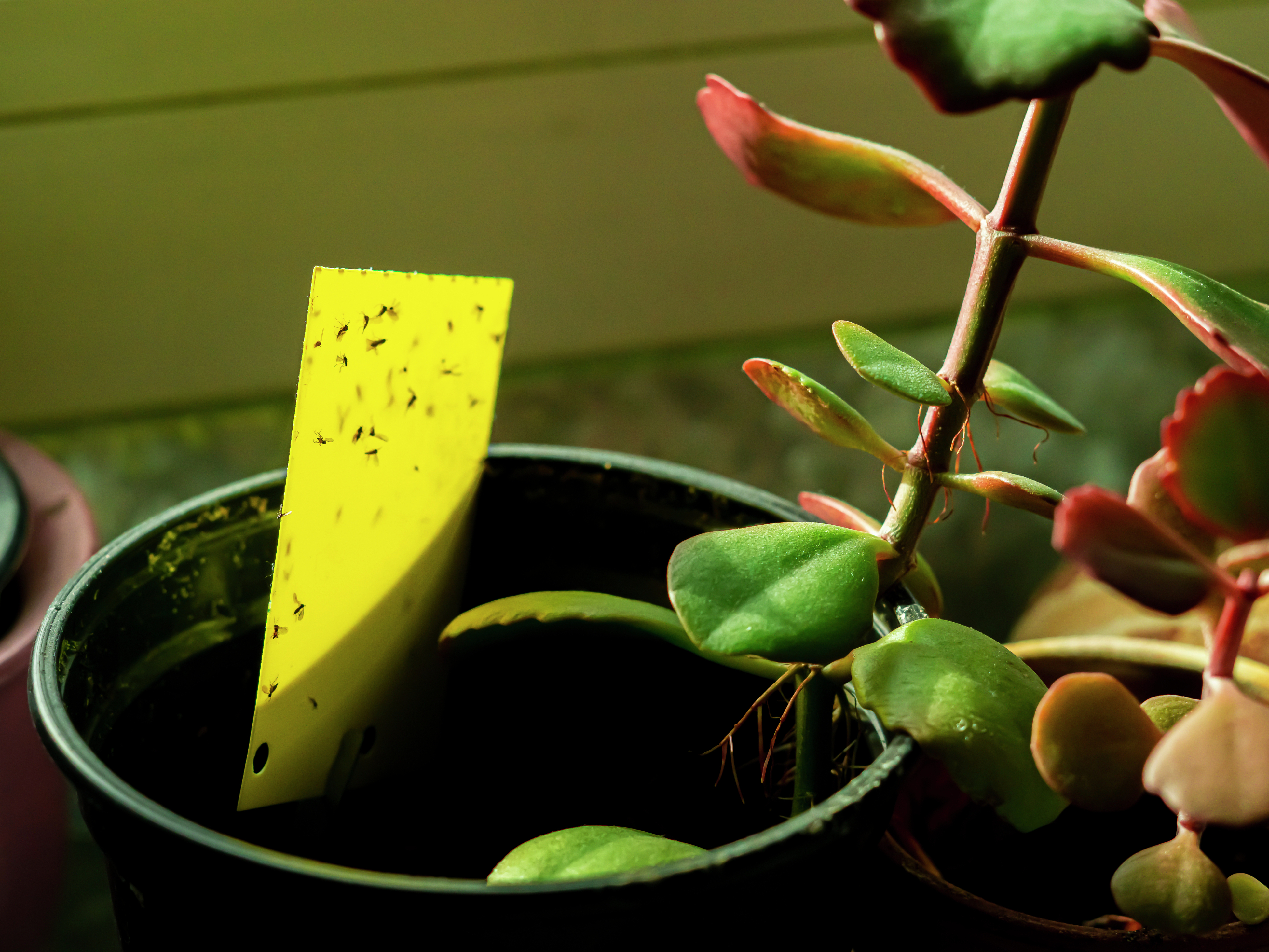 How To Get Rid Of Fungus Gnats - Bunnings Australia