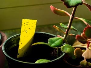 Fungus gnats inside a pot plant on a sticky trap