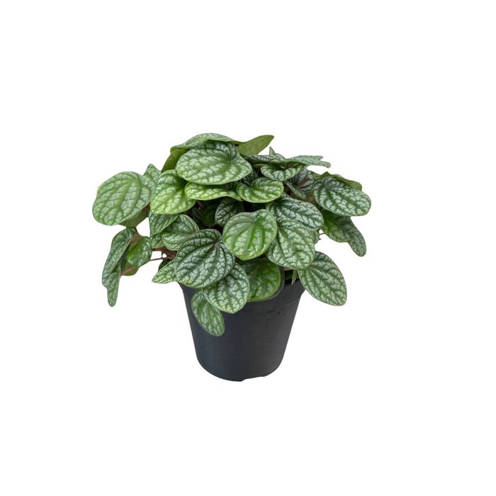 120mm Peperomia Burbella - Peperomia caperata
