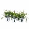 130mm Liriope Assorted