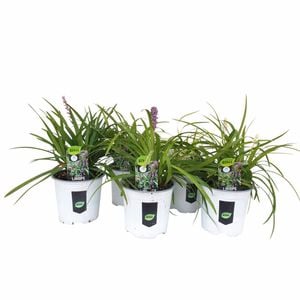 130mm Liriope Assorted