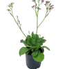 2.5L Salt Lake - Plumbaginaceae