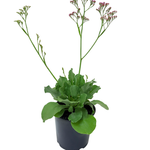 2.5L Salt Lake - Plumbaginaceae
