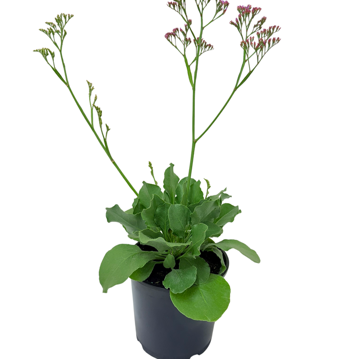 2.5L Salt Lake - Plumbaginaceae