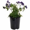 140mm Cherry Pie Flower - Heliotrope arborescens Plum Pie