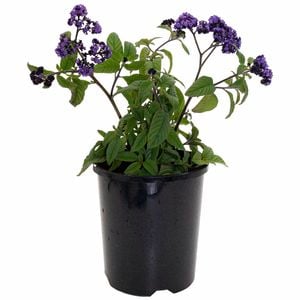140mm Cherry Pie Flower - Heliotrope arborescens Plum Pie