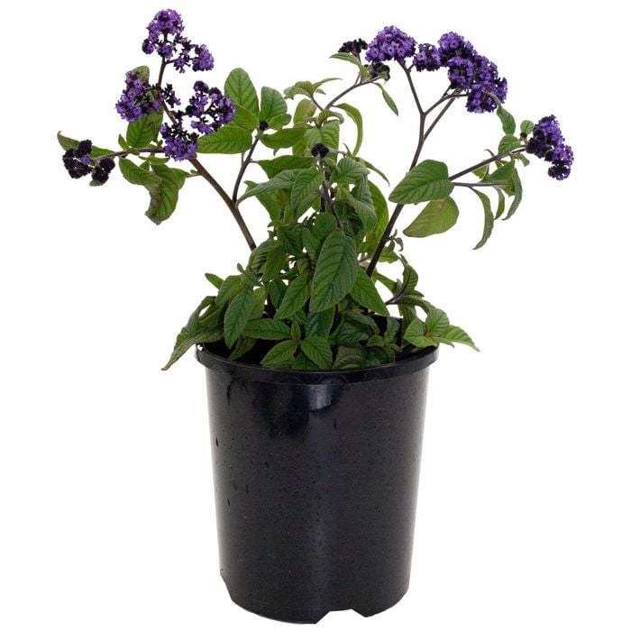 140mm Cherry Pie Flower - Heliotrope arborescens Plum Pie