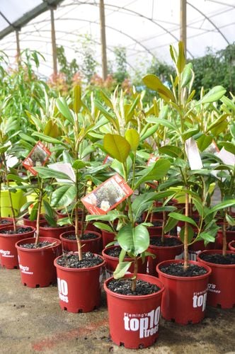 Numerous magnolias in pots