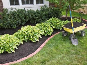 A wheelbarrow with mulch in it.