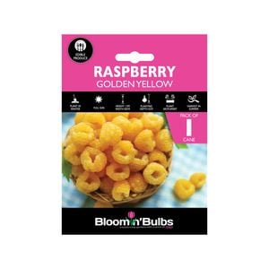 Bloomin Bulbs Raspberry Golden Yellow - 1 Pack
