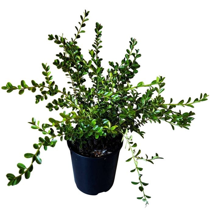 4.5L Buxus Renaissance - Renaissance Boxwood