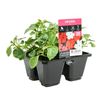 4 Cell Impatiens Beacon Mix - Impatiens walleriana