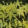 Bagged Acer Palmatum Polymorphum Japanese Maple