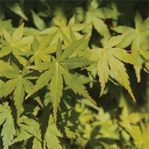 Bagged Acer Palmatum Polymorphum Japanese Maple