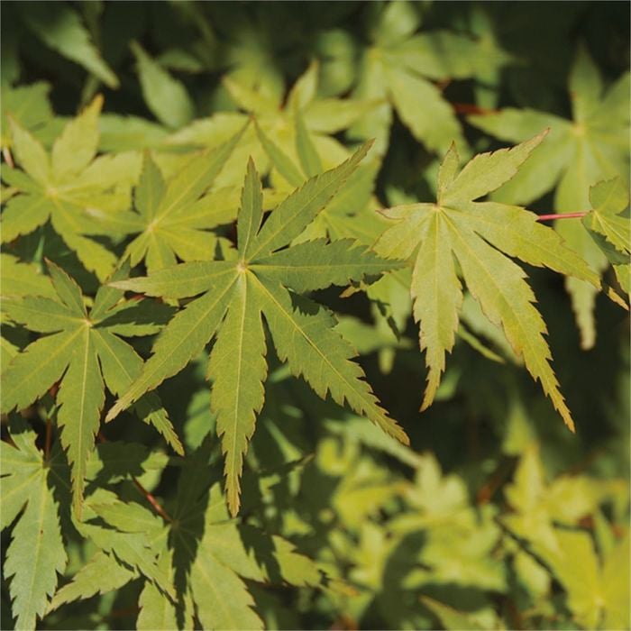 Bagged Acer Palmatum Polymorphum Japanese Maple