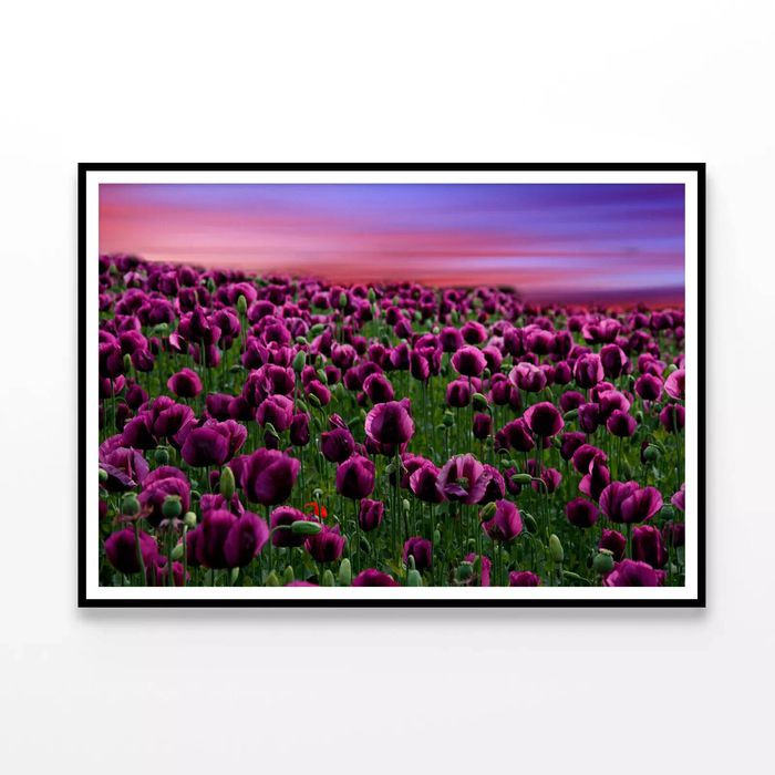 Sunset on a Field with Poppies  Print 100% Australian Made 90x60cm  (Poster)
