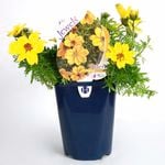 150mm Bidens Popstar - Bidens ferulifolia