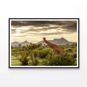 Giraffe Walking Through Field  Print 100% Australian Made 120x90cm  (Poster)
