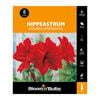 Bloomin Bulbs Hippeastrum Double Amarantia - 1 Pack