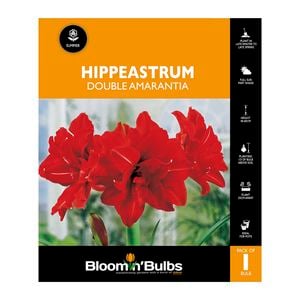 Bloomin Bulbs Hippeastrum Double Amarantia - 1 Pack