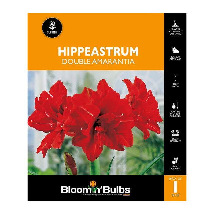 Bloomin Bulbs Hippeastrum Double Amarantia - 1 Pack