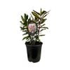 3.5L Hebe Wiri Prince - Hebe hybrid