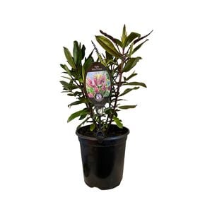 3.5L Hebe Wiri Prince - Hebe hybrid