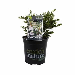 170mm Wairau Beauty - Hebe diosmifolia