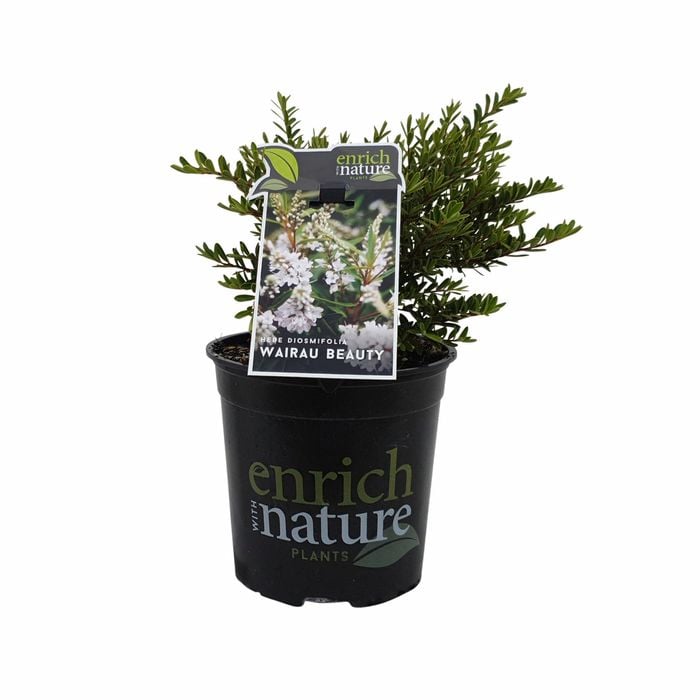 170mm Wairau Beauty - Hebe diosmifolia