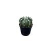 60mm Mix Cactus