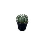 60mm Mix Cactus
