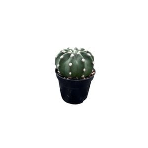 60mm Mix Cactus