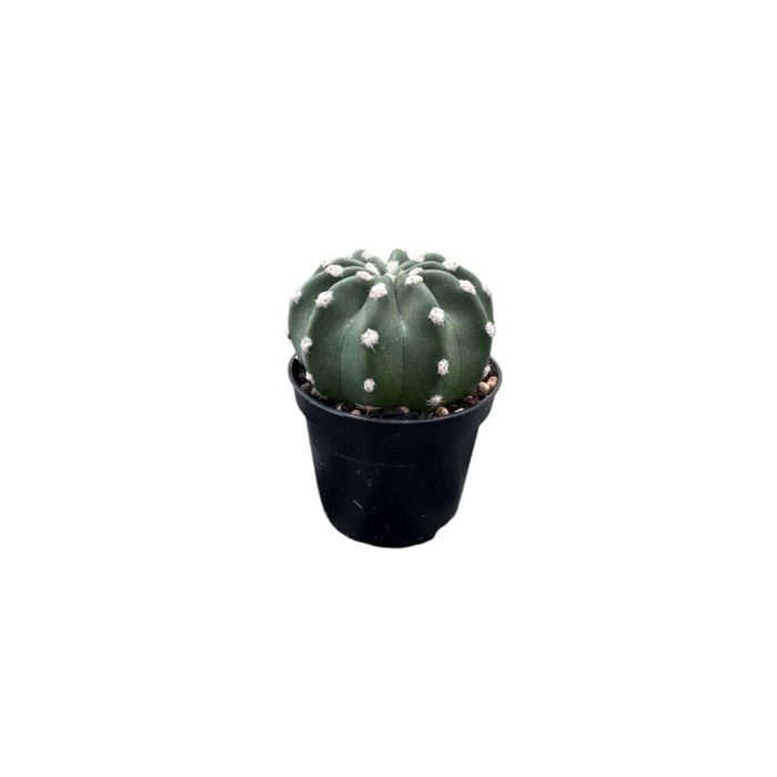 60mm Mix Cactus