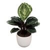 120mm Indoor Foliage in Designer Pot