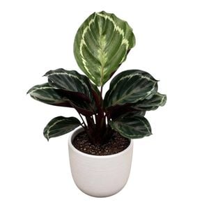 120mm Indoor Foliage in Designer Pot