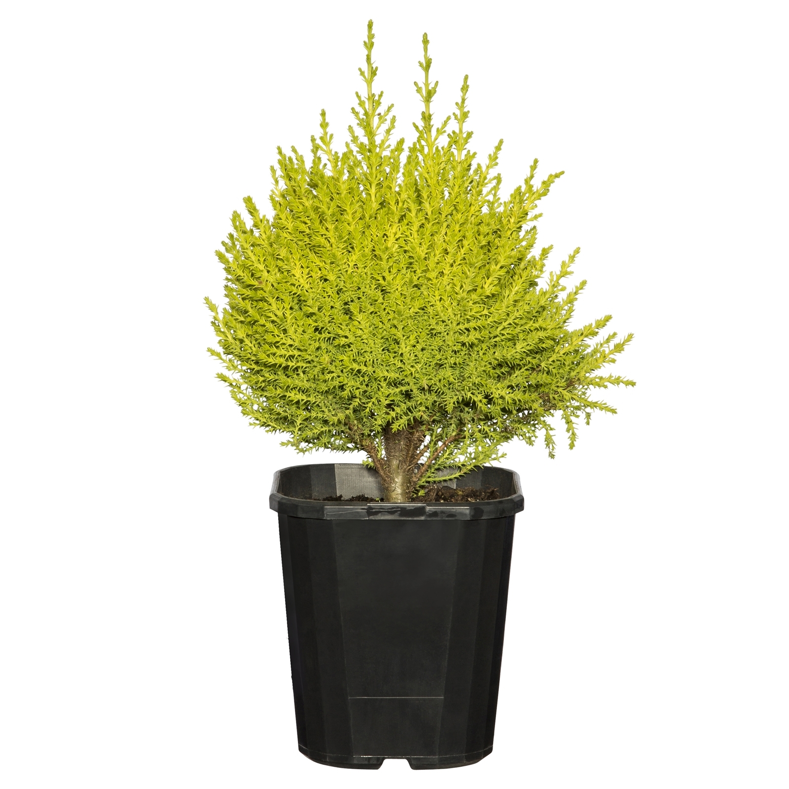 140mm Wilma Lemon Scented Conifer - Cupressus macrocarpa product image