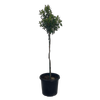 10L Viburnum - Viburnum tinus Eve Price