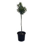 10L Viburnum - Viburnum tinus Eve Price