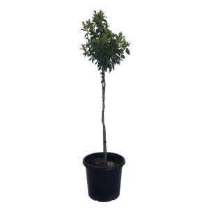 10L Viburnum - Viburnum tinus Eve Price